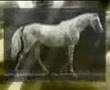 Le Cheval de Muybridge