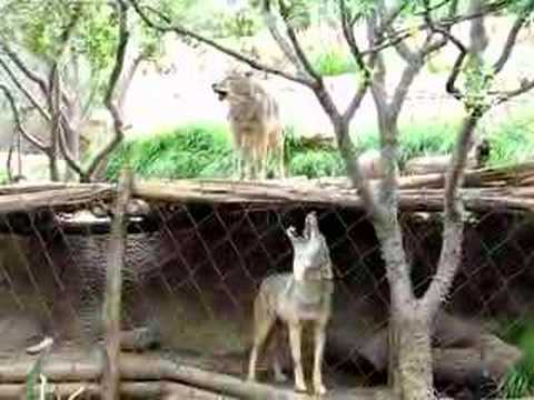 coyote