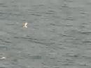 rosy terns seaton rosy terns seaton
