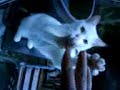 Let Me In!