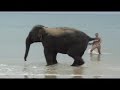 elephant finds a girlfriend! elephant finds a girlfriend!