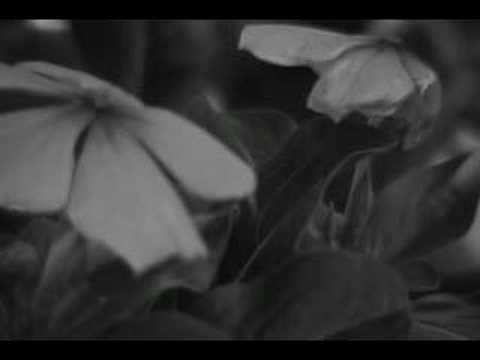 Canon Elura 100 B/W