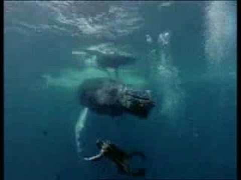 Jacques-Yves Cousteau et le droit ...