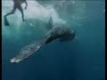 Jacques-Yves Cousteau et le droit des g�n�rations futures