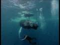 Jacques-Yves Cousteau et le droit des générations futures