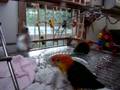 JoJo and Chickie caiques saturday bath
