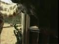 videos de Kenya Travel Doc - Part 10