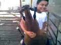 videos de el chupacabras