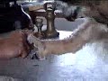 \"Claws\" - 8 week old  European eagle owl