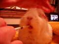 videos de Guinea Pig making funny face