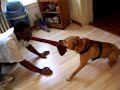 Nino And Cobret 2005 Playing