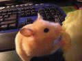 Hamster comiendo manzana xD