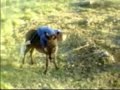 When miniture Donkeys attack