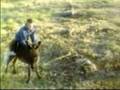 When miniture Donkeys attack
