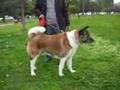 American Akita