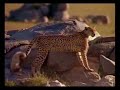 Cheetah