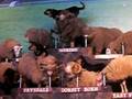 Sheep Dogs