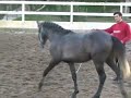 Zefiro - My Little Lusitano Zefiro - My Little Lusitano
