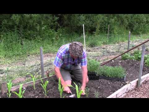 how to grow chickpeas