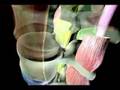 ligamento transparenta