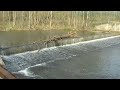 Dam Do you see any little fish jump in this video? If so how many. This would be a great place to rest and think I only wish it was closer to me.