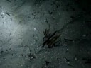 HHI - Crab