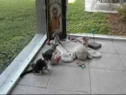 Sphynx & Devon Rex Kittens-Born to Party