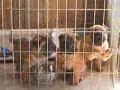 Shar Pei Puppies 10 weeks old
