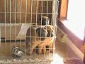 Shar Pei Puppies 10 weeks old