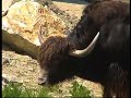Bos grunniens - Yak Selvatico