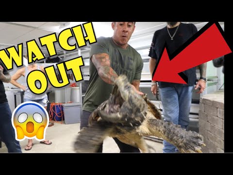 YouTube reptile video