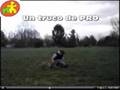 Enseñar a un perro a acostarse www.ladrando.com