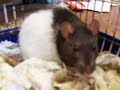 Fuzzy Baby Rats Fuzzy Baby Rats