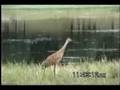 Sandhill Crane