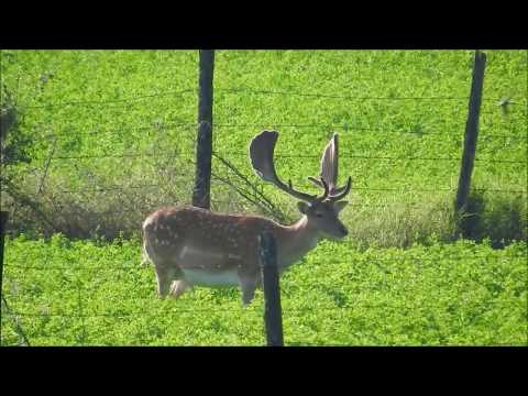 Alageyik - Yoncaya Hücum