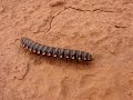 Centipede