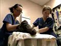 Southern AZ Animal Blood Bank