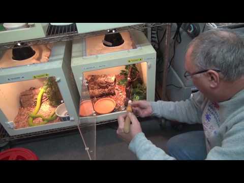 YouTube reptile video