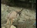 KOYULH?SAR BAH�E K�Y�