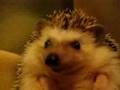 Ronnie Enjoys a Mealworm