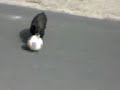 Cane Aviglianese(meglio di maradonaXD) Cane Aviglianese(meglio di maradonaXD)