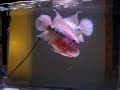 flowerhorn checking out each other