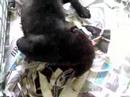 Puppies from Arek X Chica @ 6 weeks (Part 3) Puppies from Arek X Chica @ 6 weeks (Part 3)