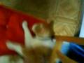 Böse Katze