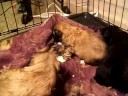 teddybear puppies teddybear puppies