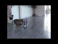 Guarda video