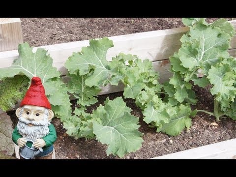 how to harvest lacinato kale