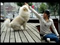 chowchow-koopreme chowchow-koopreme