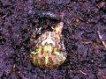 Pacman frog feeding Oct 25, 2007 Pacman frog feeding Oct 25, 2007