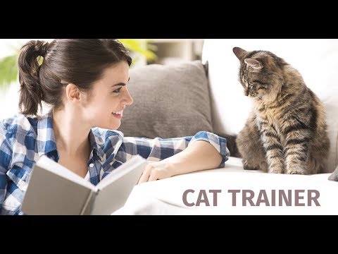 Find Out How You Can Train Cats For A Living